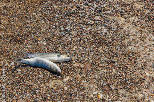 View of caught mullet fish lying on shores of Mediterranean sea. Greece.