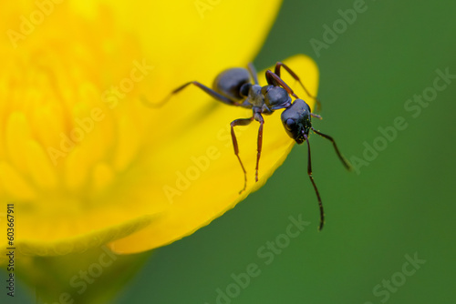 Macro close up shot of an ant on a flower on a green background © venars.original