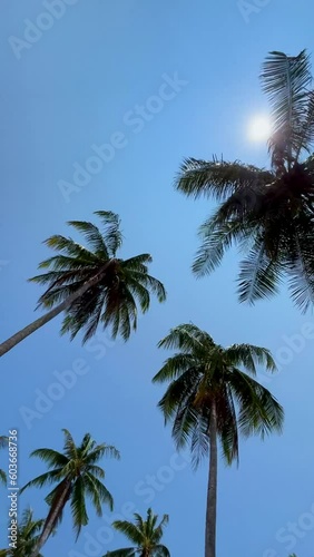 palm trees against blue sky