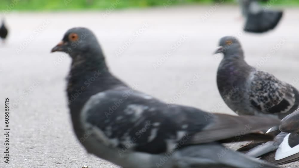 Pigeons in the square. Feeding birds, watching birds Pigeons in the square. Feeding birds, watching birds