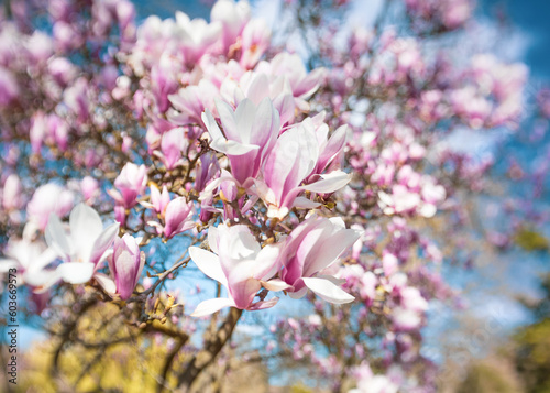 Pink Chinese or saucer magnolia flowers, Magnolia against a blue sky.