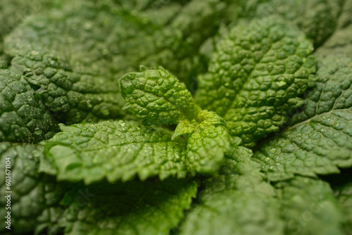 Fresh mint leaves close up  macro