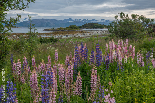 Beautiful Norwegian landscape with lupines of different colors in the foreground and mountains and fjords in the background. Norway, summer, nordic, north, magical, nature, wilderness