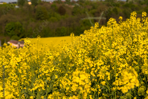 Kwitnący na żółto rzepak rosnący na polu położonym na wzgórzu .