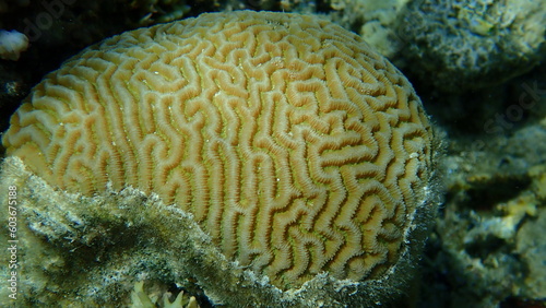 Lesser valley coral or hard brain coral (Platygyra lamellina) undersea, Red Sea, Egypt, Sharm El Sheikh, Nabq Bay