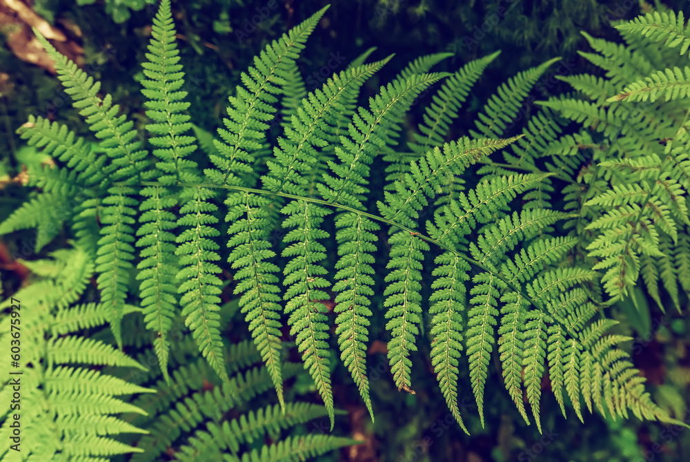 Fern leaf background Fern leaf background