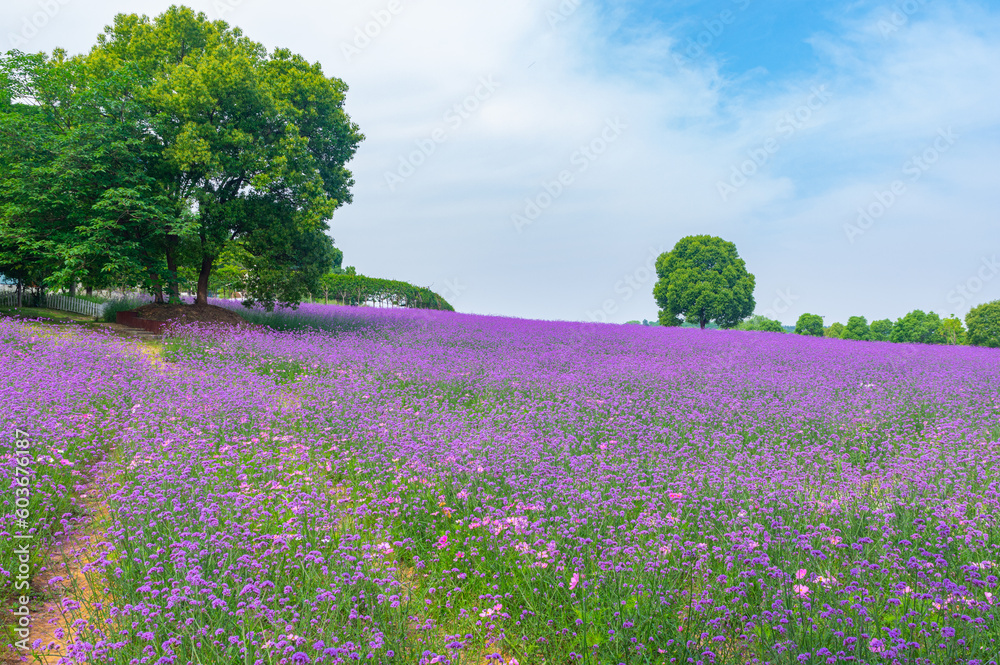Spring scenery of Wuhan Huabohui Scenic spot Spring scenery of Wuhan Huabohui Scenic spot