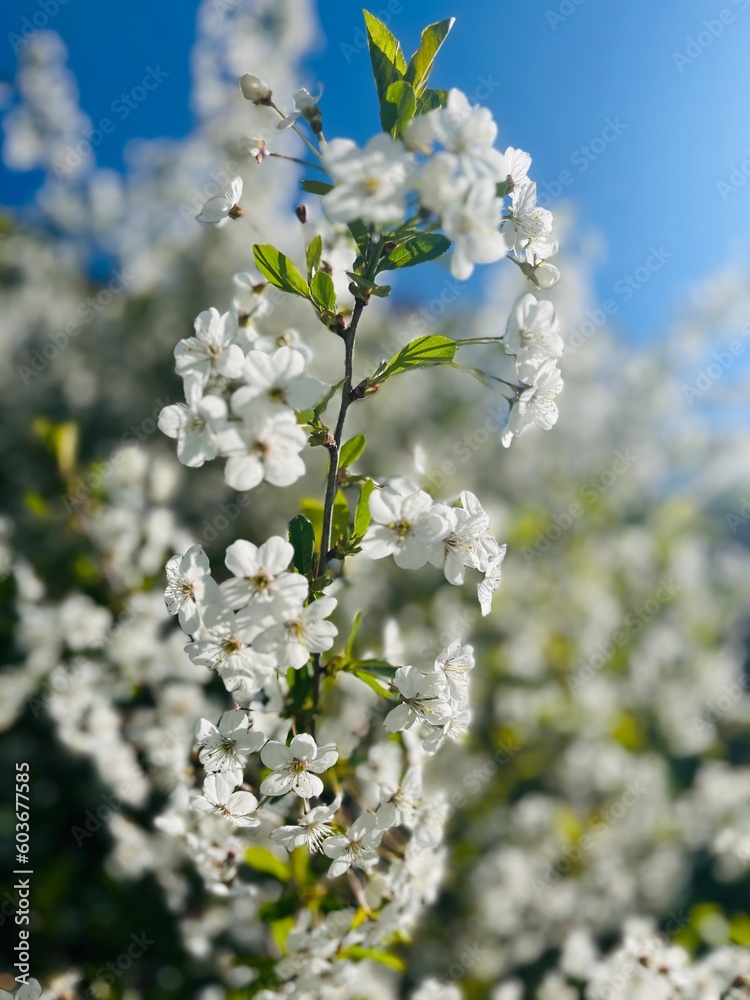 Obraz premium White blooming fruit tree, tender blooming tree
