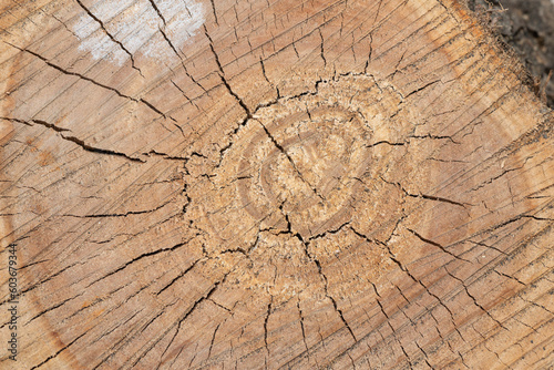 Brown background texture of sawn tree trunk. tree rings. stump surface close up