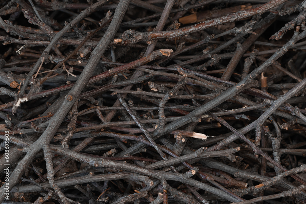 Bundle of dry sticks and branches. Dry brushwood. Firewood. Large pile of sticks twigs of a tree. Bundle of dry sticks and branches. Dry brushwood. Firewood. Large pile of sticks twigs of a tree.