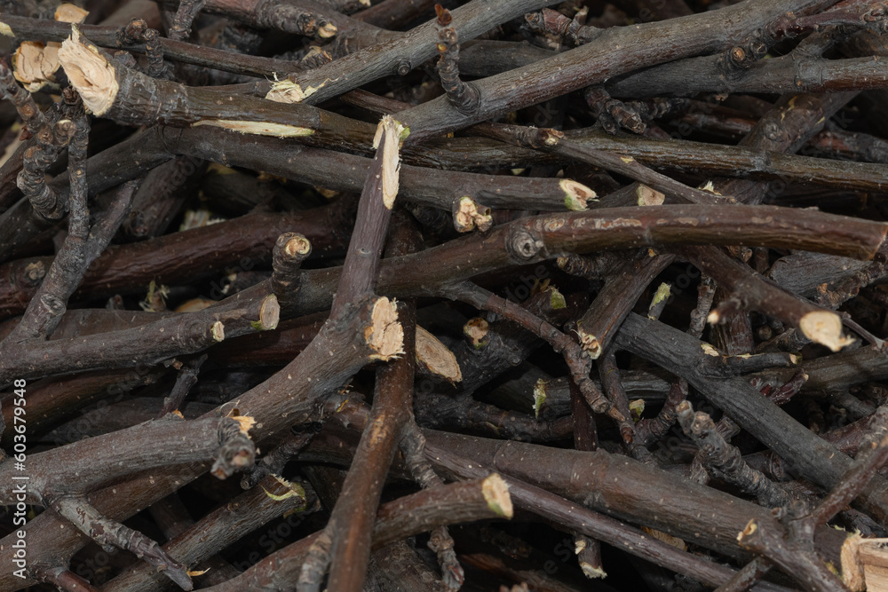Bundle of dry sticks and branches. Dry brushwood. Firewood. Large pile of sticks twigs of a tree. Bundle of dry sticks and branches. Dry brushwood. Firewood. Large pile of sticks twigs of a tree.
