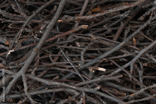 Valokuva Bundle of dry sticks and branches