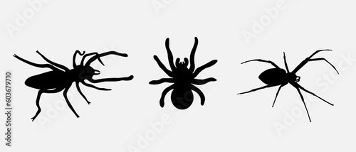 isolated black silhouette of a spider, vector collection © tabon