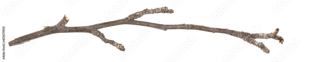 Dry tree twig and branch with knots isolated white background. Dry brushwood. stick tree. pieces of broken wood plank. Dry tree twig and branch with knots isolated white background. Dry brushwood. stick tree. pieces of broken wood plank.