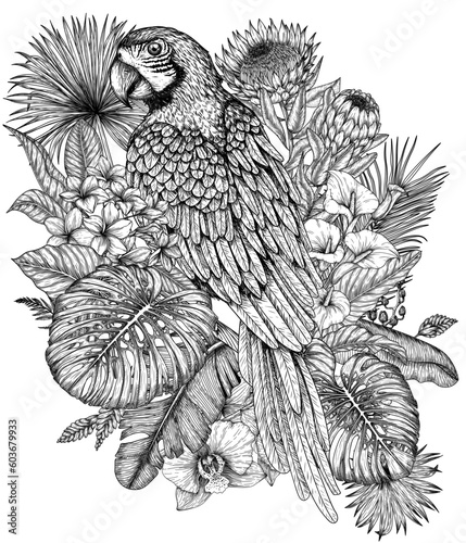 Vector illustration of a Ara parrot bird in a tropical garden in an engraving style. Anthurium, palm and banana leaves, liviston, plumeria, zantedeschia, monstera, strelitzia