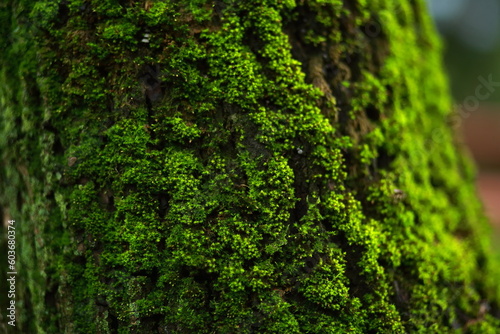 Tree trunk, covered in moss, closeup.