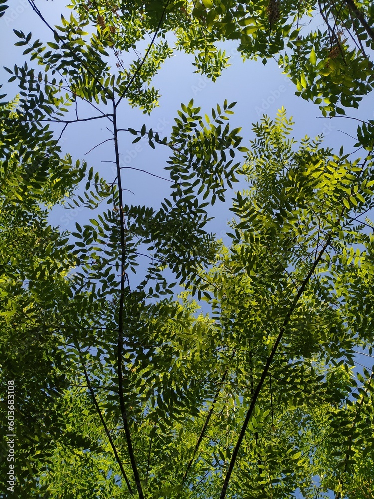 Fototapeta premium Forest in the morning