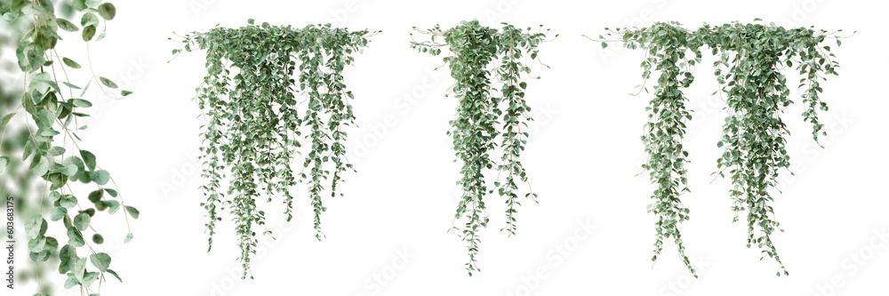 Set of Dichondra creeper plant, isolated on transparent background. 3D render. - obrazy, fototapety, plakaty 