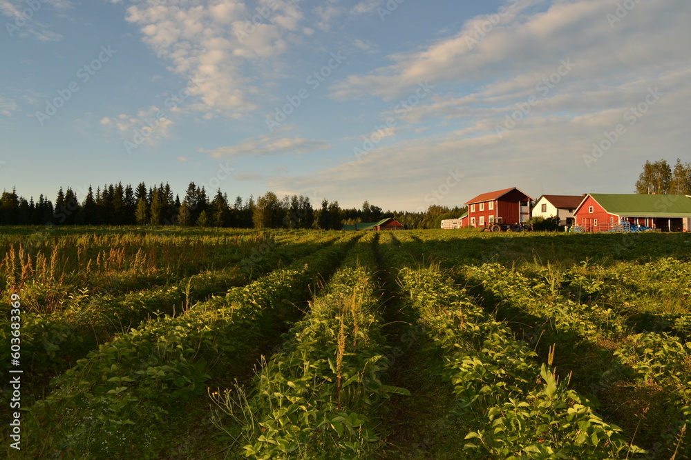 farmer's field of strawberry bushes with a red house in the background. Picking berries in Finland