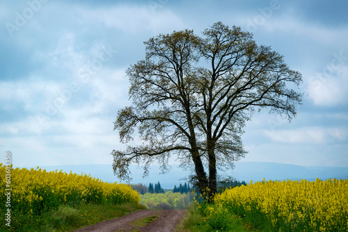 Route traversant des champs de colza