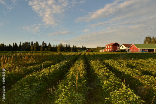 farmer s field of strawberry bushes with a red house in the background. Picking berries in Finland