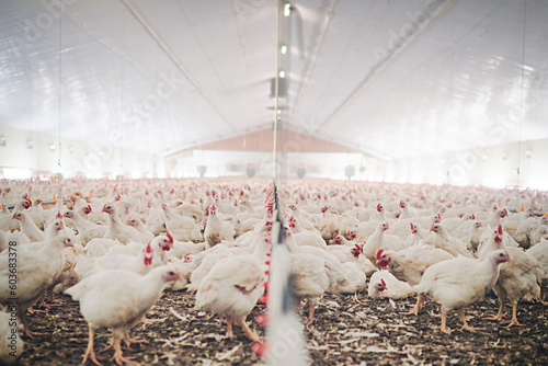Factory, farm and chicken feed in barn or warehouse, agriculture and industrial meat farming or sustainability. Animals, birds and chickens indoor or poultry business, food industry and grain