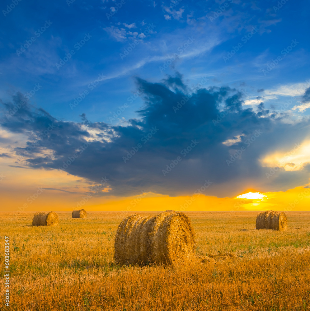summer wheat field after a harvest at the sunset, summer agricultural industry scene
