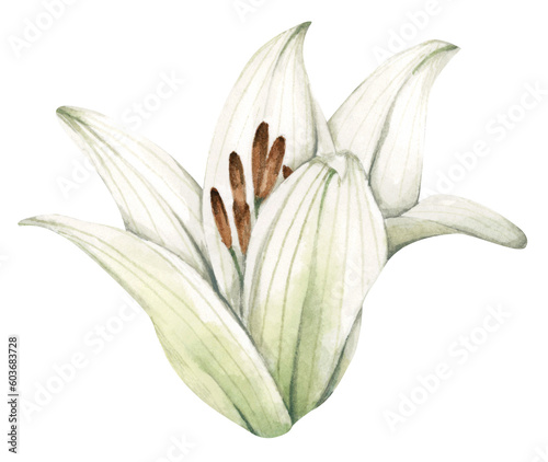 White lily. White flowers for greeting cards  wedding invitations  birthday cards  stationery. Watercolor illustration.