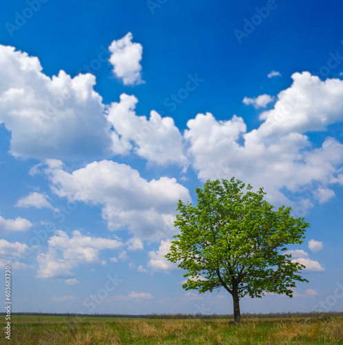 alone green tree growth among prairie under blue cloudy sky