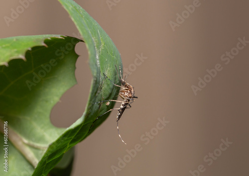 large mosquito found on a green plant