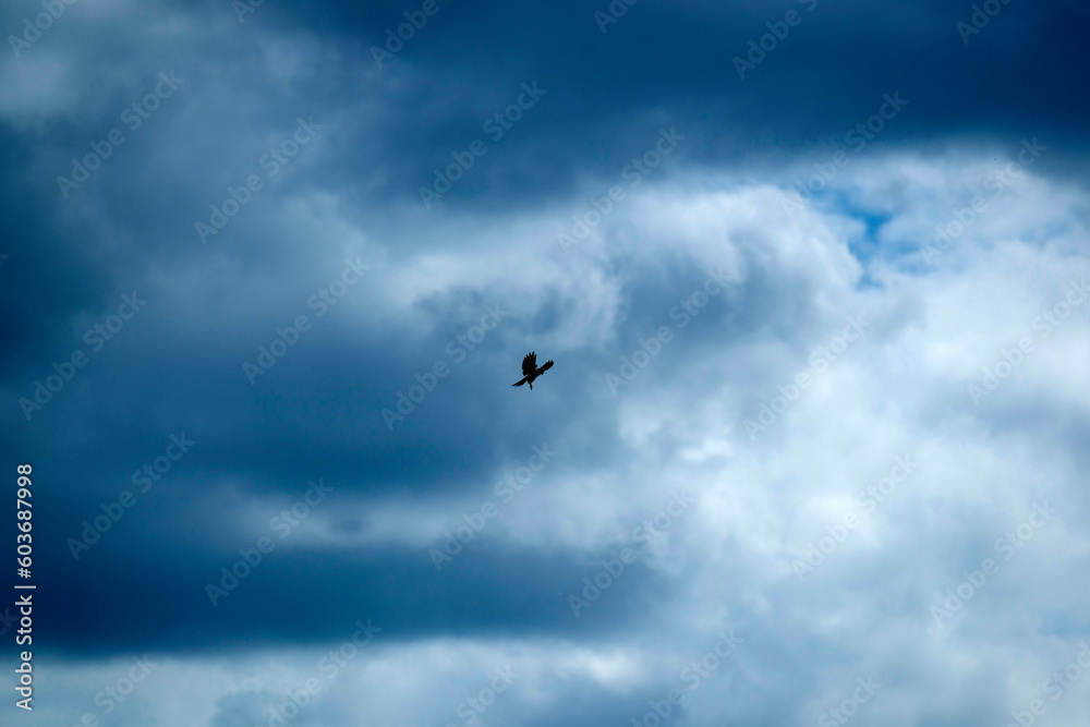 Oiseau de proie dans un ciel nuageux