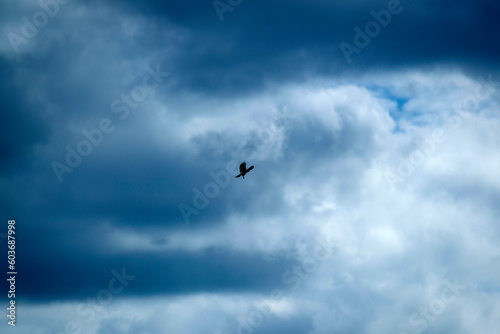 Oiseau de proie dans un ciel nuageux