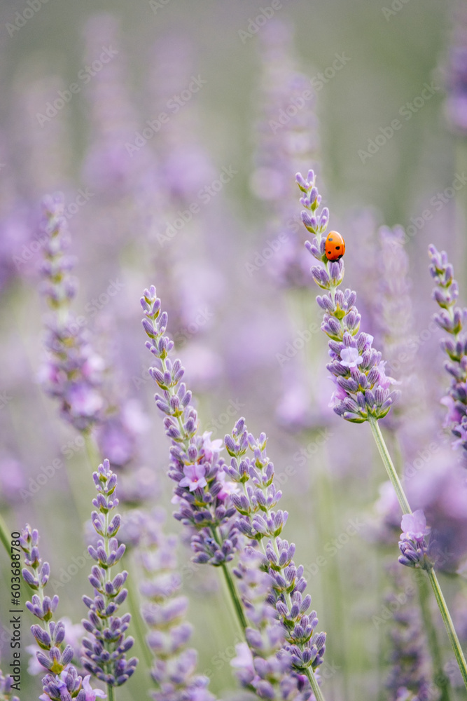 Obraz premium Red ladybug on lavender flowers in a field near Die, in Provence, south of France (Drome)