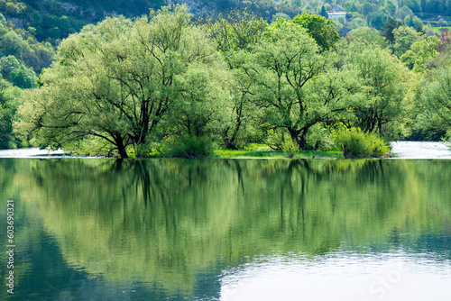 Arbres au bord de la rivière au printemps photo