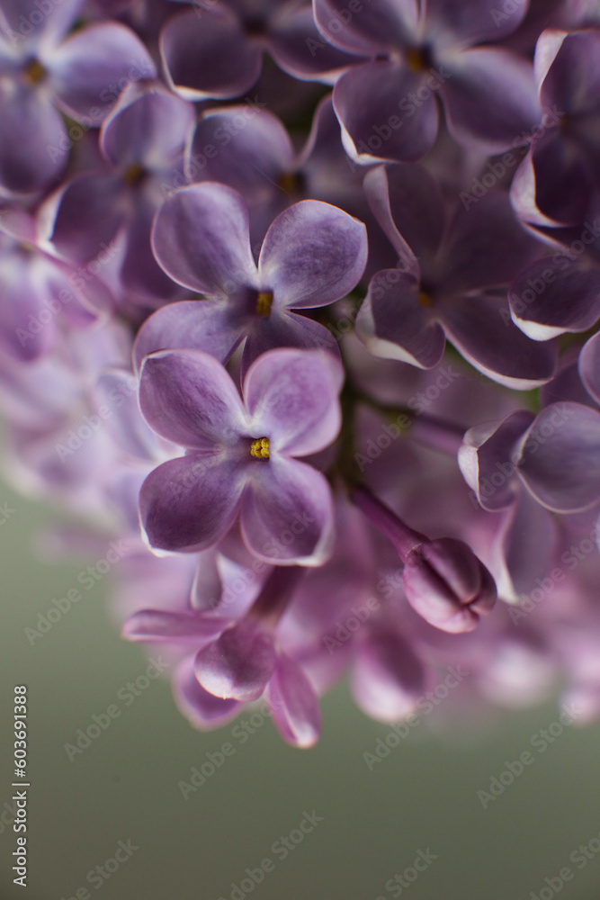 Fototapeta premium Blurry floral background.A branch of blossoming lilac (syringa) flowers. Lilac background. Lilac closeup.