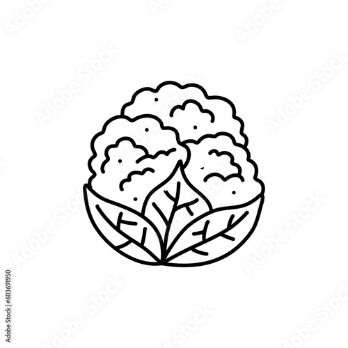 A black and white drawing of a cabbage. cauliflower doodle. cauliflower vector, cabbage doodle