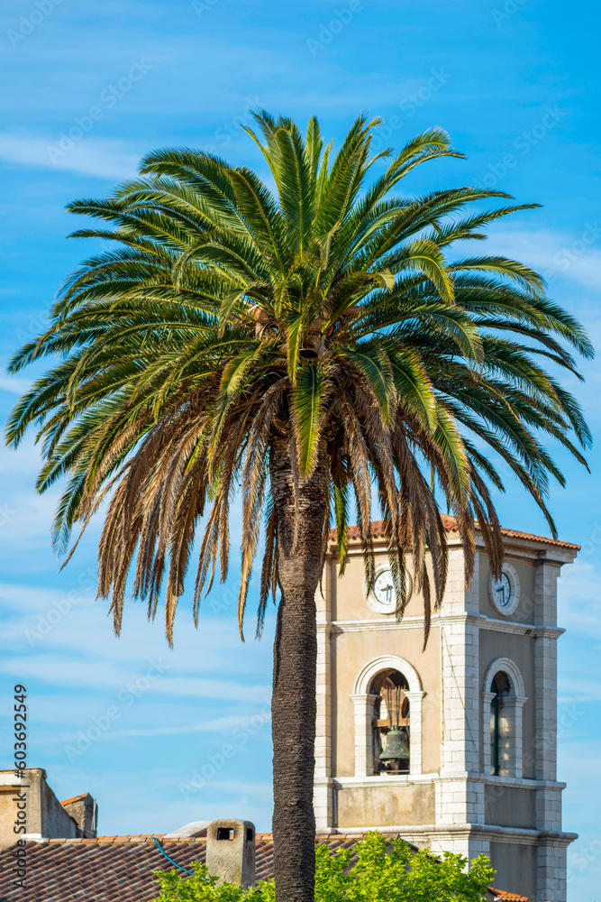Clocher et palmier à Cassis en Provence