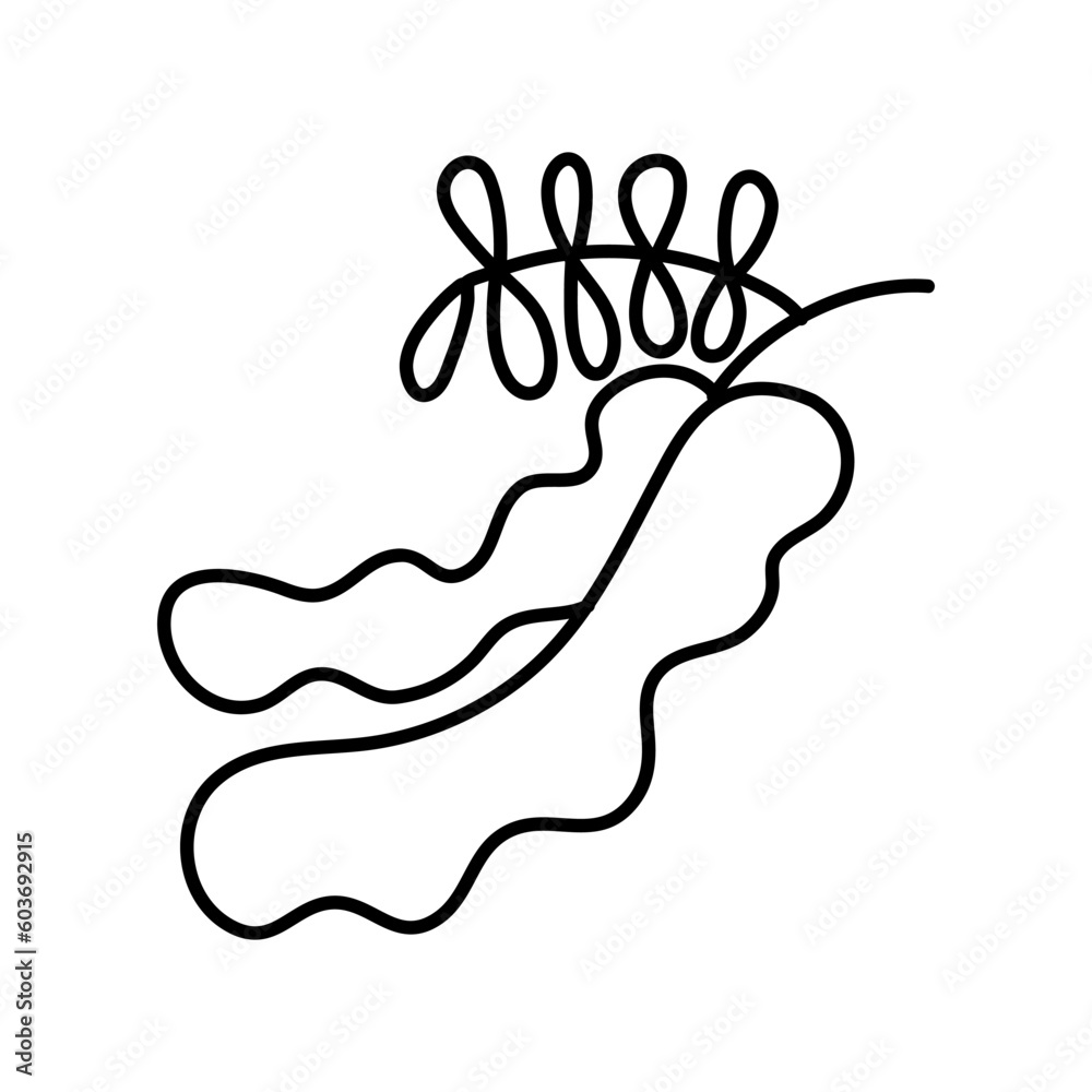 Obraz premium Tamarind. doodle, Hand drawn graphic vector illustration.