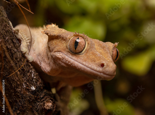 close up of a crested gecko