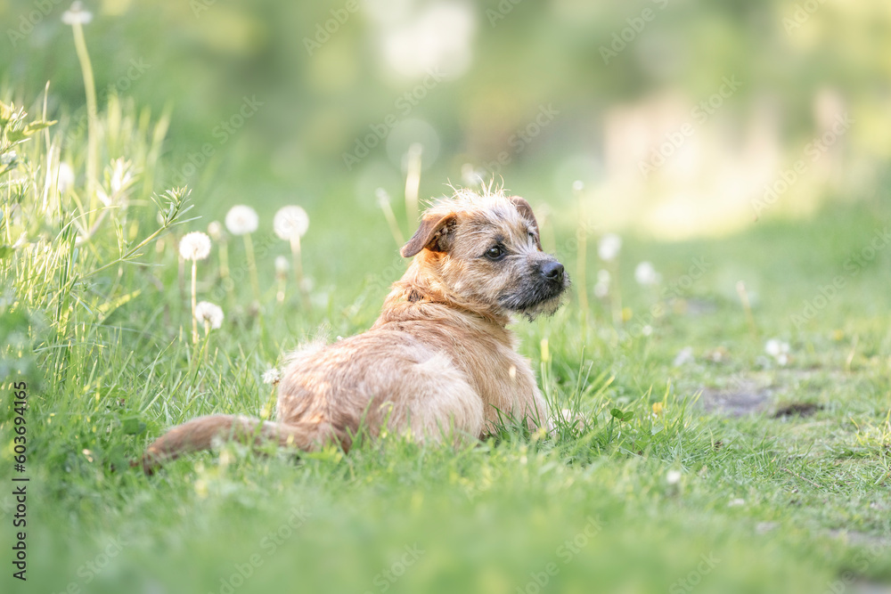 Dutch Smoushond puppy dog very cute and beige from colour in spring time with fresh green Dutch Smoushond puppy dog very cute and beige from colour in spring time with fresh green