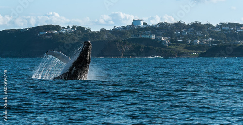 Humpback Whale Breaching off the Coastline photo