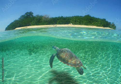 a beautiful green turtle under the crystal clear waters of the caribbean sea