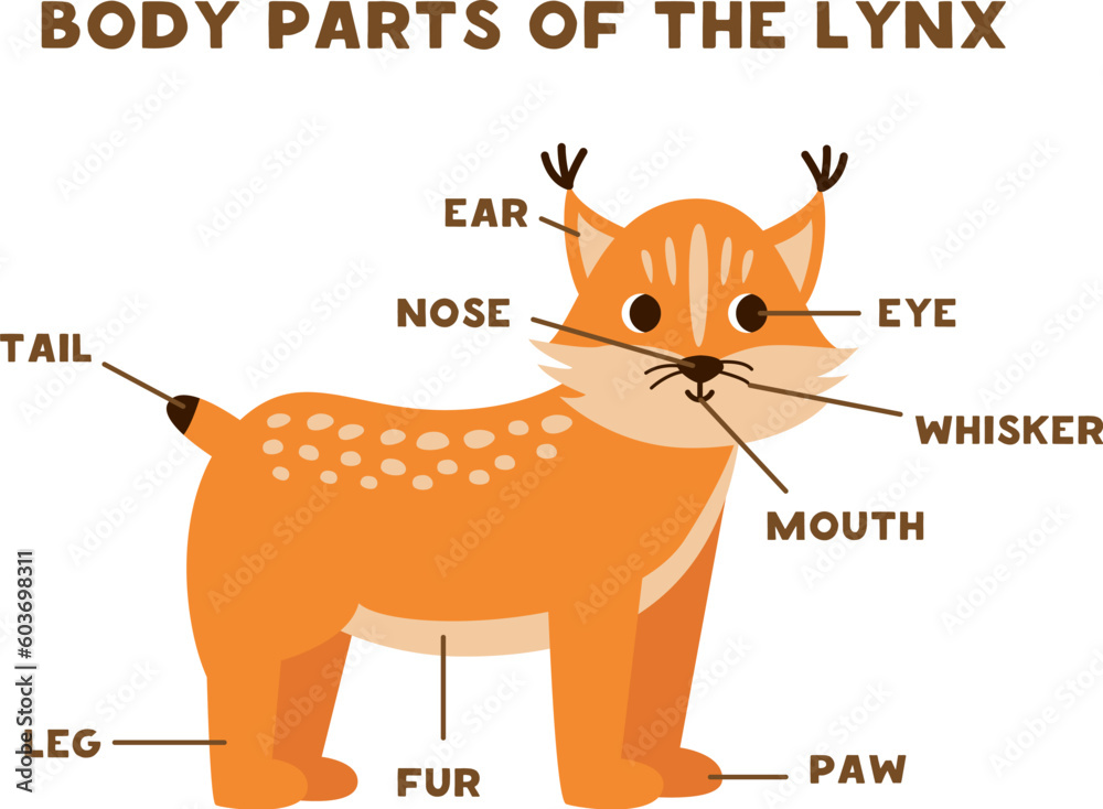 Naklejka premium Body parts of the cute lynx. Scheme for children.