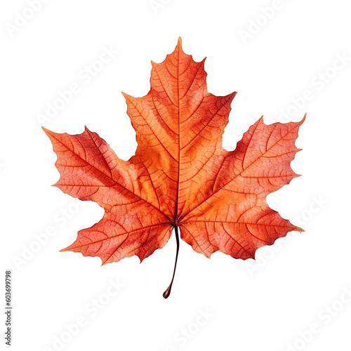 Top view perfect orange sugar maple leaf isolated on cutout PNG transparent background. Generative AI