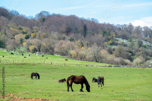 Chevaux dans une pâture
