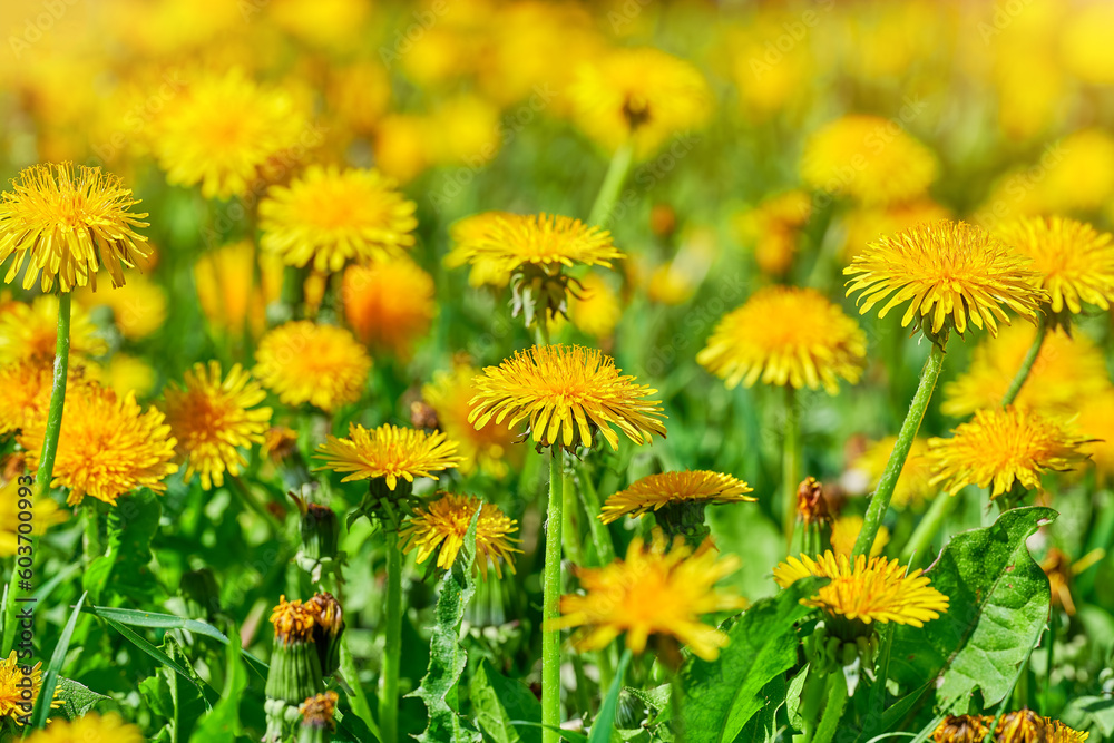 Obraz premium Field with many blooming yellow dandelions on a bright sunny day.