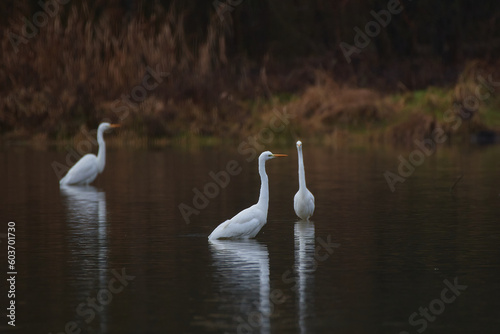 Great egret ,,Ardea alba,, in its natural environment, Danubian wetland, Slovakia