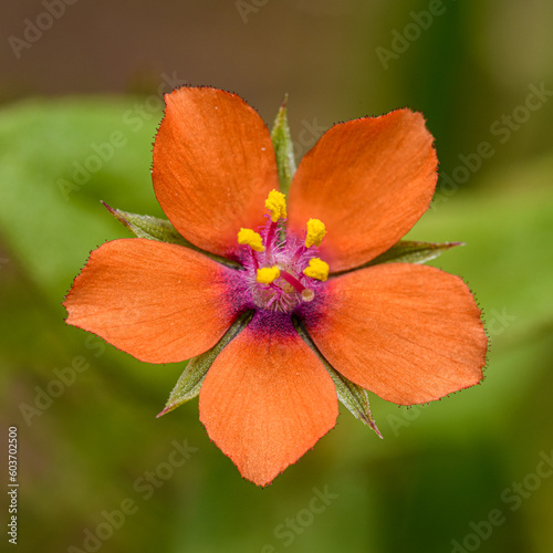 red flower of scarlet pimpernel (Anagallis arvensis) aka red pimpernel, red chickweed, poor man's barometer, poor man's or shepherd's weather glass or clock photo