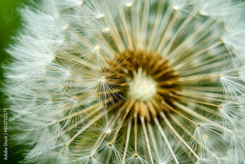 dandelion seed head in detail