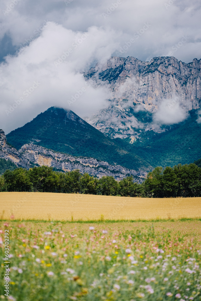 Wheat field with the Alps mountain in the background and a cloudy sky, near Chatillon en Diois in the South of France (Drome)